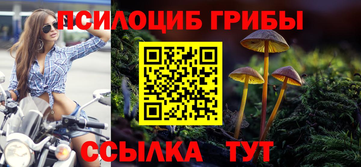 Псилоцибиновые грибы Cubensis Елабуга